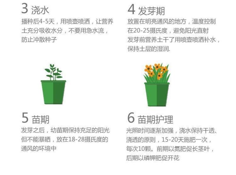 矮牵牛花种子阳台盆栽植物多年生垂吊七色喇叭花观花四季易种