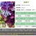 矮牵牛花种子阳台盆栽植物多年生垂吊七色喇叭花观花四季易种