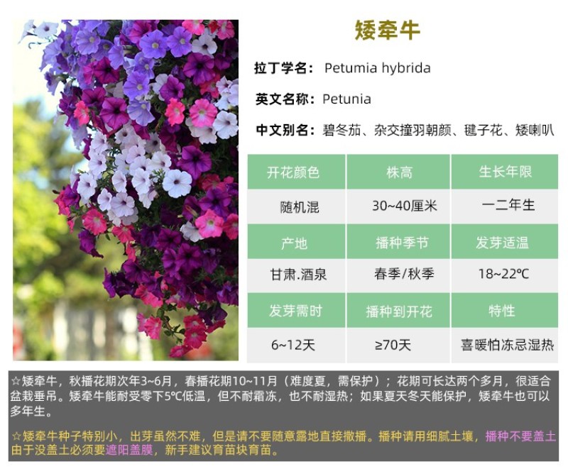 矮牵牛花种子阳台盆栽植物多年生垂吊七色喇叭花观花四季易种