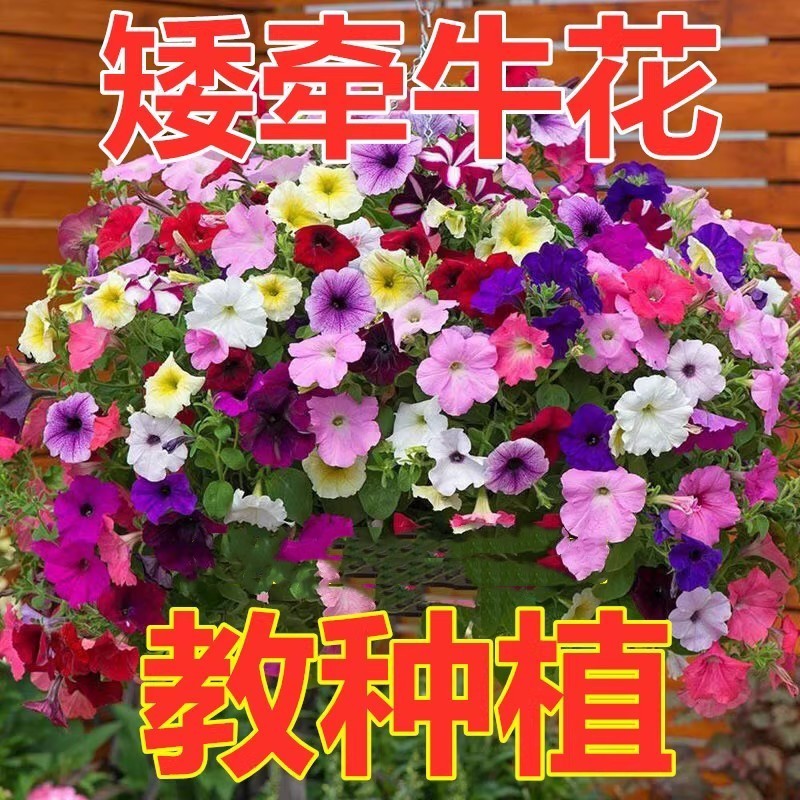 矮牵牛花种子阳台盆栽植物多年生垂吊七色喇叭花观花四季易种