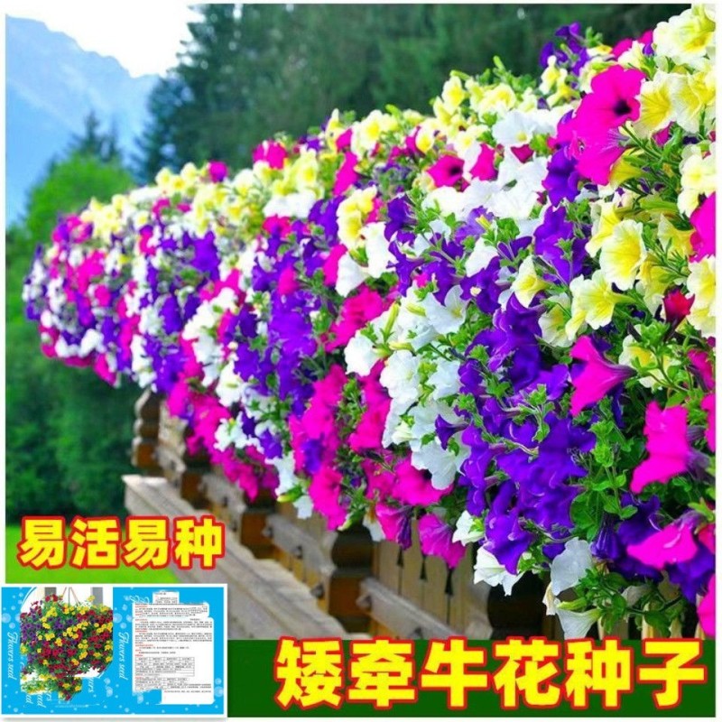 矮牵牛花种子阳台盆栽植物多年生垂吊七色喇叭花观花四季易种