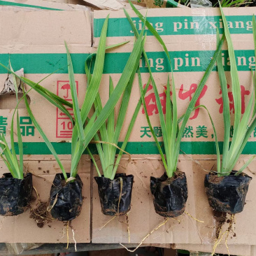 射干种植基地