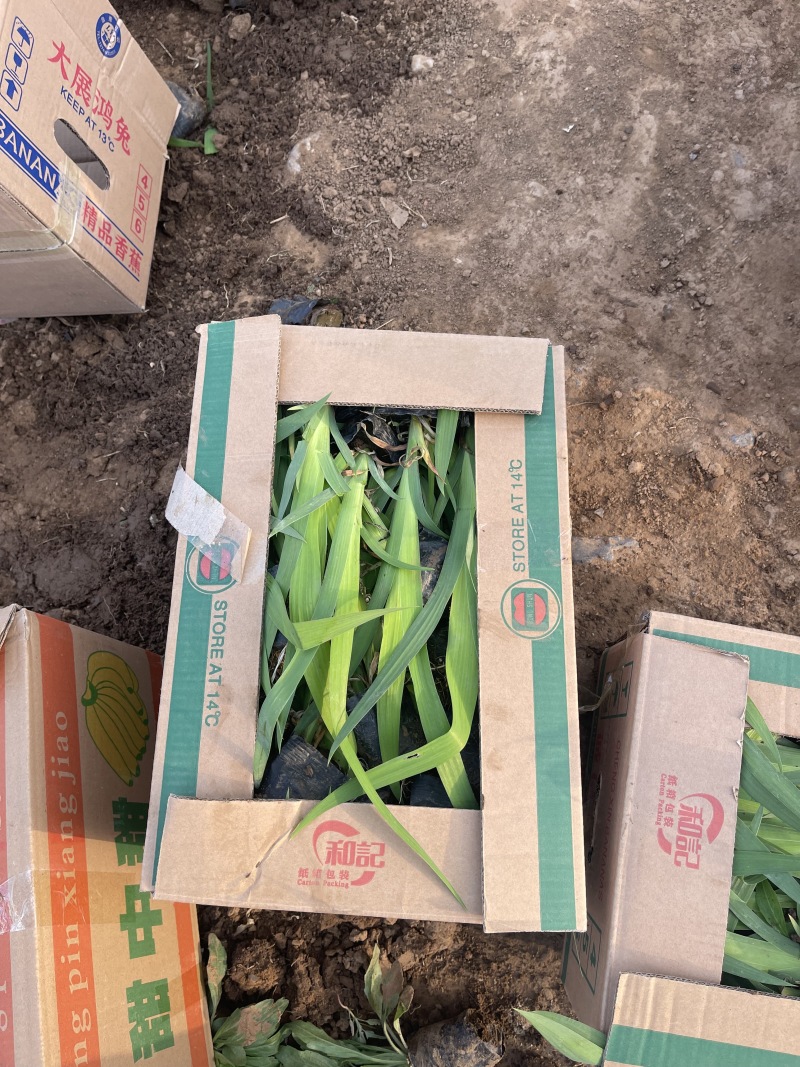 射干种植基地