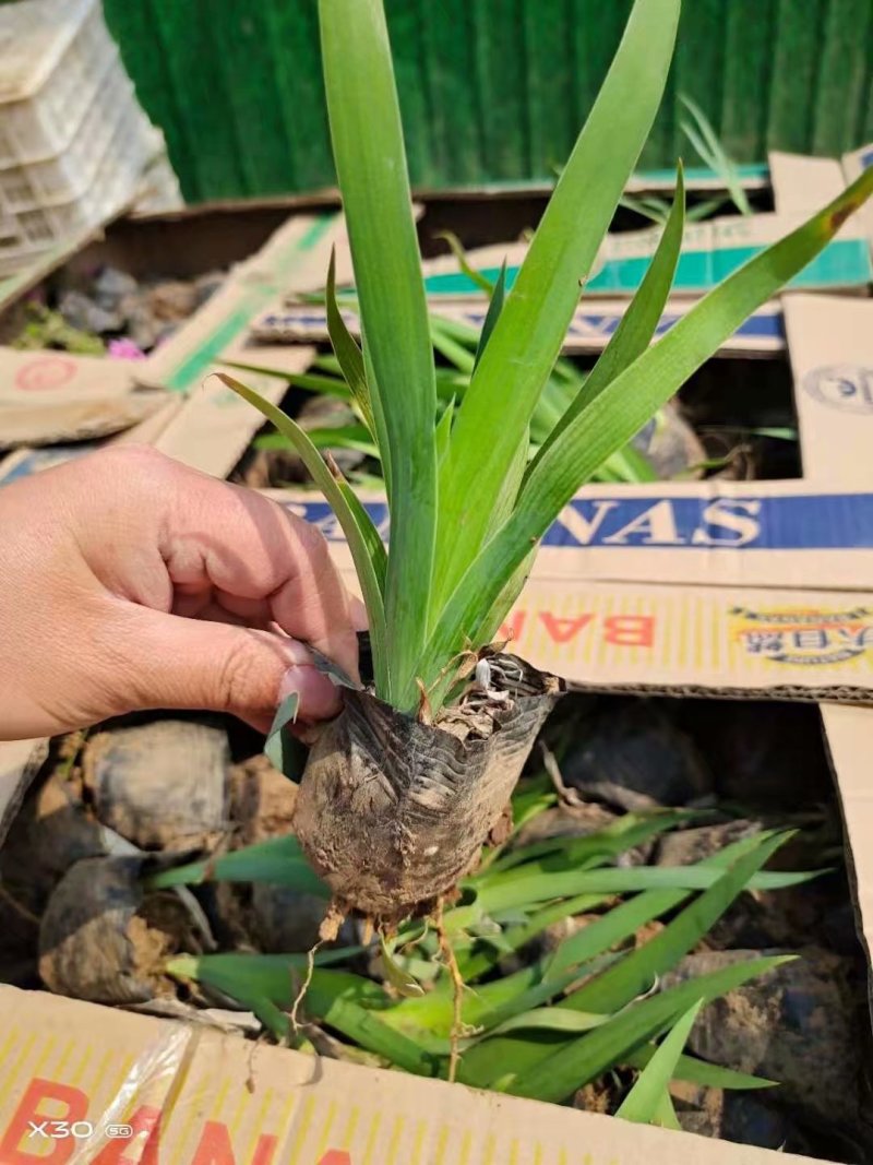 射干种植基地
