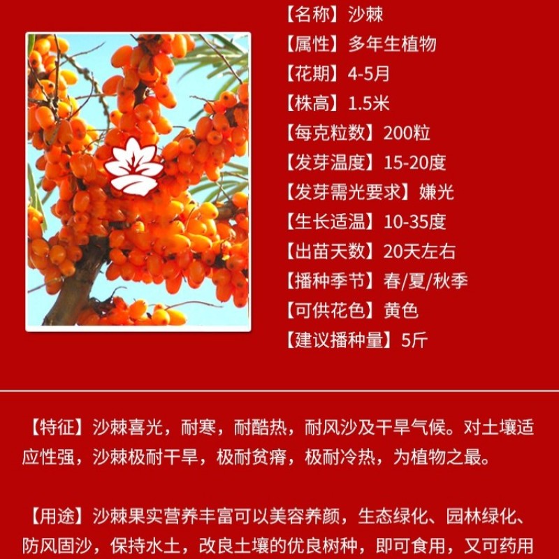 灌木种子沙棘马棘荆条柠条桑树公路绿化护坡固土耐盐碱草种籽