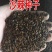 灌木种子沙棘马棘荆条柠条桑树公路绿化护坡固土耐盐碱草种籽