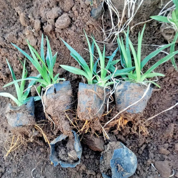 射干杯苗供应基地