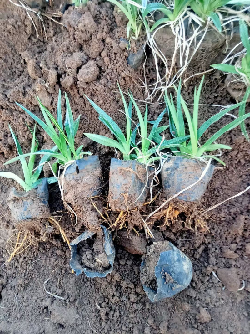 射干杯苗供应基地