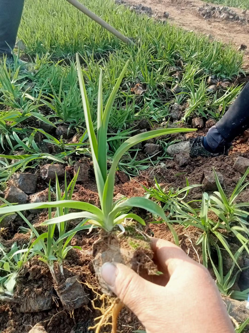 射干种植基地