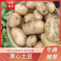 黄心土豆，中暑5号和兴嘉2号土豆，保质保量，欢迎咨询