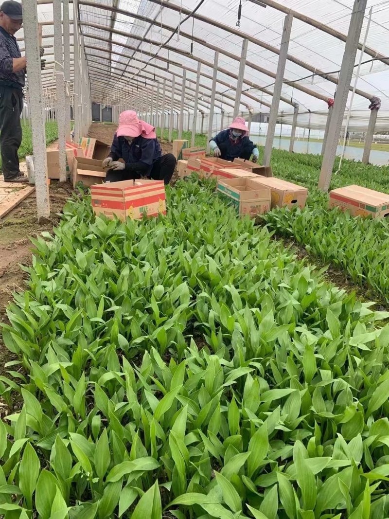 玉簪种植基地
