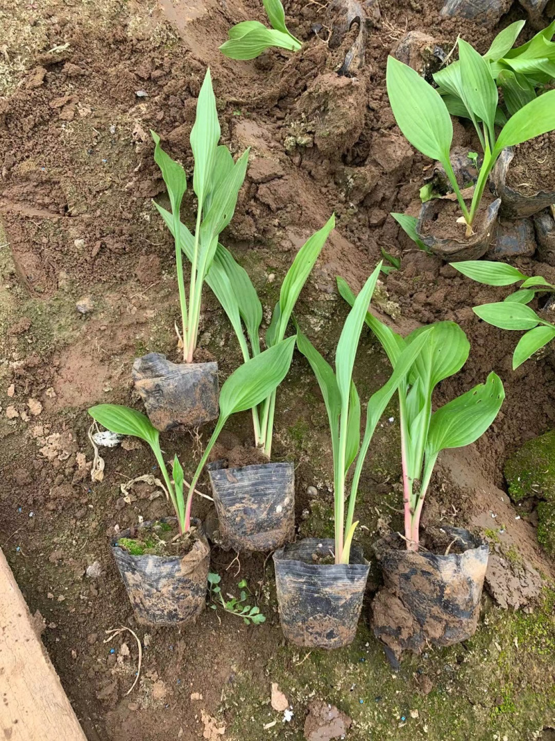 玉簪种植基地