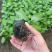 玉簪种植基地