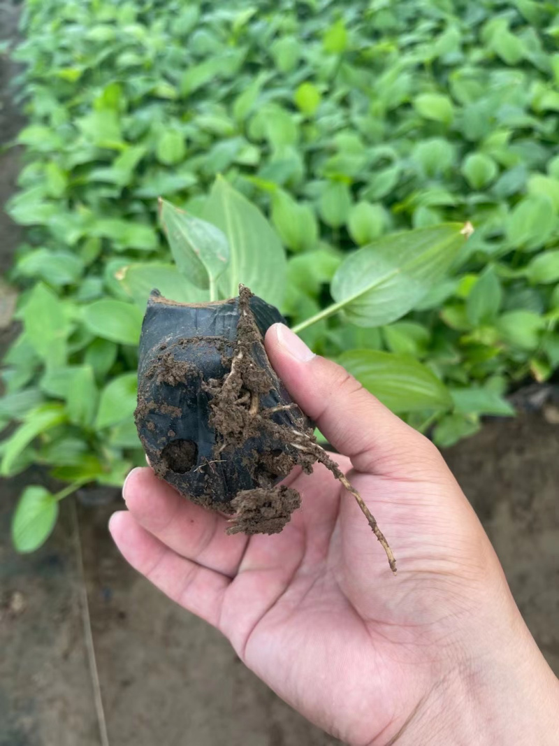 玉簪种植基地