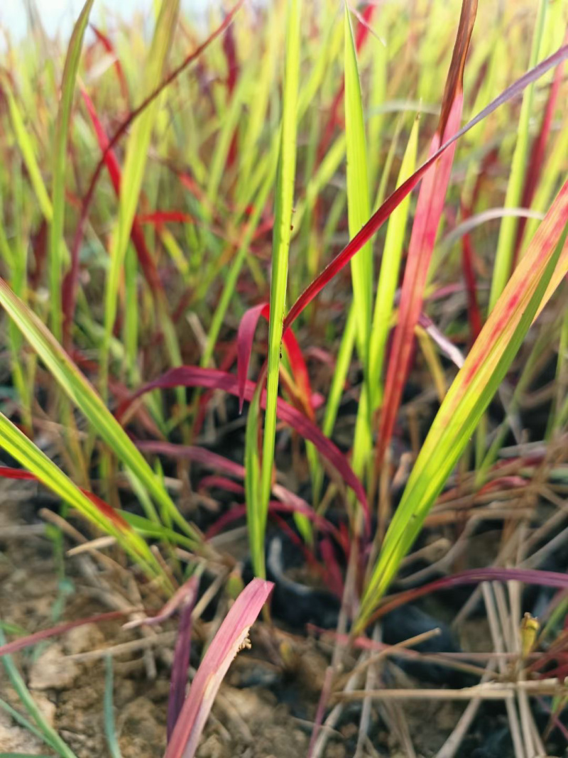 血草供应基地