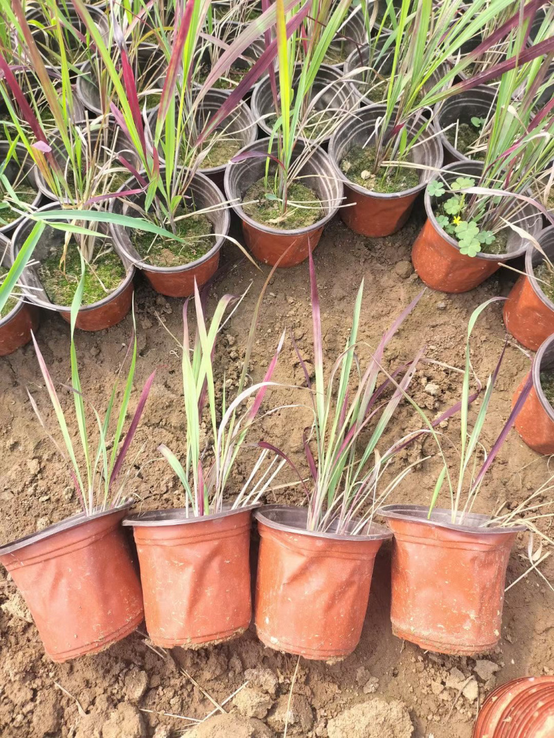 血草供应基地