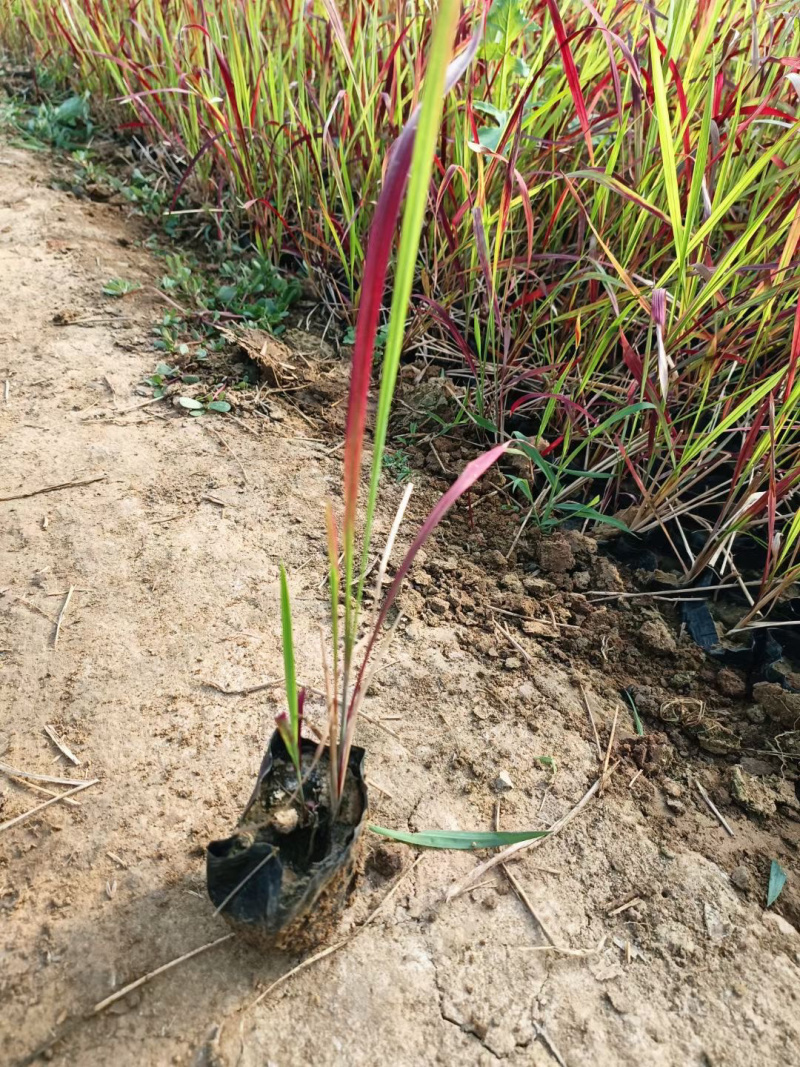 血草供应基地