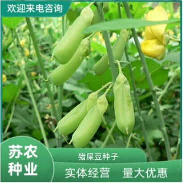 新采猪屎豆种子椭圆叶猪屎豆三圆叶猪屎豆护坡种子
