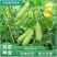 新采猪屎豆种子椭圆叶猪屎豆三圆叶猪屎豆护坡种子