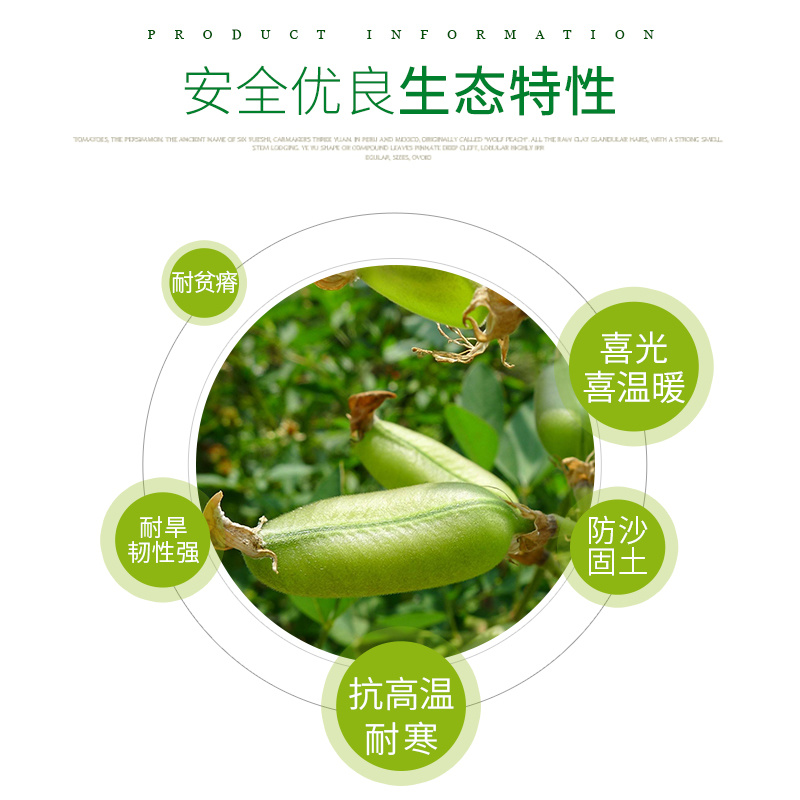 新采猪屎豆种子椭圆叶猪屎豆三圆叶猪屎豆护坡种子