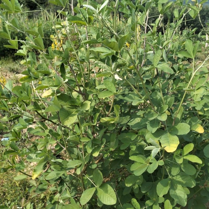 新采猪屎豆种子椭圆叶猪屎豆三圆叶猪屎豆护坡种子