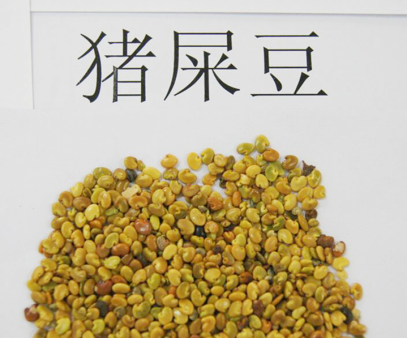 新采猪屎豆种子椭圆叶猪屎豆三圆叶猪屎豆护坡种子