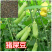 新采猪屎豆种子椭圆叶猪屎豆三圆叶猪屎豆护坡种子