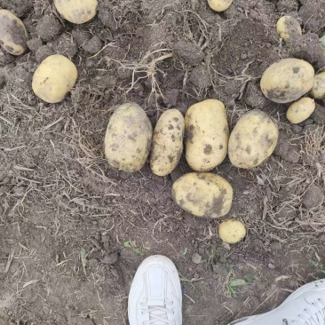 彭州土豆已大量上市个大黄皮黄心，果形好，无虫眼，