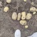 彭州土豆已大量上市个大黄皮黄心，果形好，无虫眼，