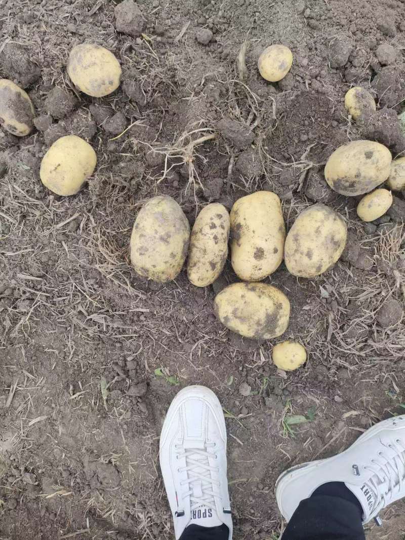 彭州土豆已大量上市个大黄皮黄心，果形好，无虫眼，