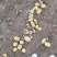 彭州土豆已大量上市个大黄皮黄心，果形好，无虫眼，