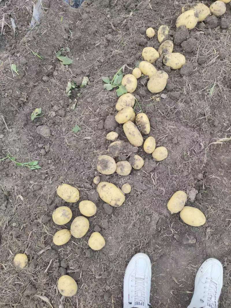 彭州土豆已大量上市个大黄皮黄心，果形好，无虫眼，