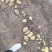 彭州土豆已大量上市个大黄皮黄心，果形好，无虫眼，