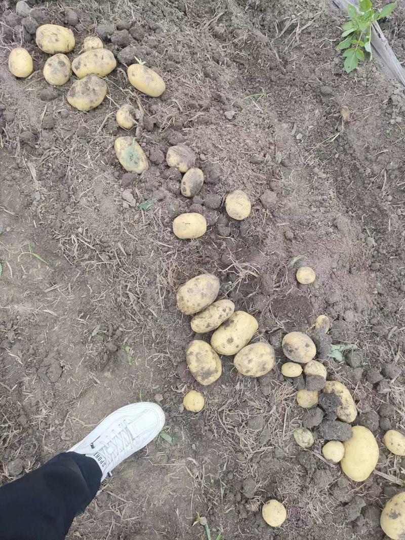 彭州土豆已大量上市个大黄皮黄心，果形好，无虫眼，
