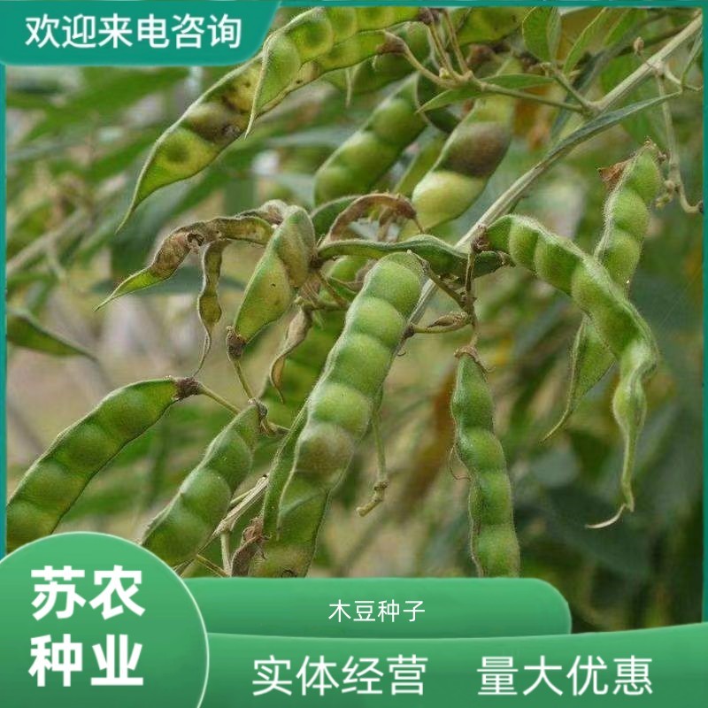 木豆种子护坡园林高速公路边坡防护【木豆种子】灌木草种子