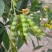 木豆种子护坡园林高速公路边坡防护【木豆种子】灌木草种子