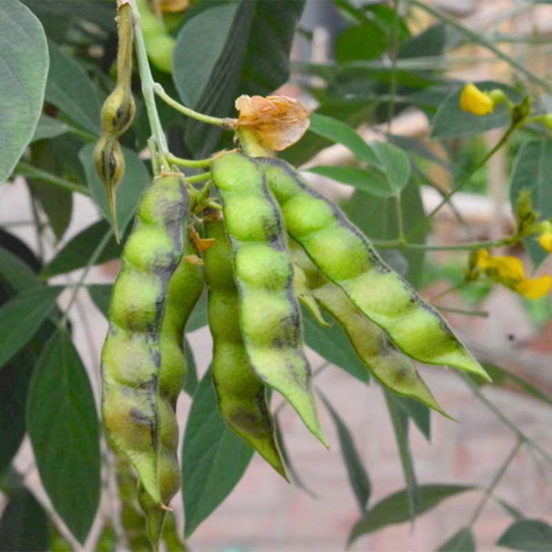 木豆种子护坡园林高速公路边坡防护【木豆种子】灌木草种子