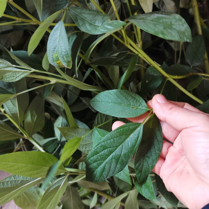 木豆种子护坡园林高速公路边坡防护【木豆种子】灌木草种子