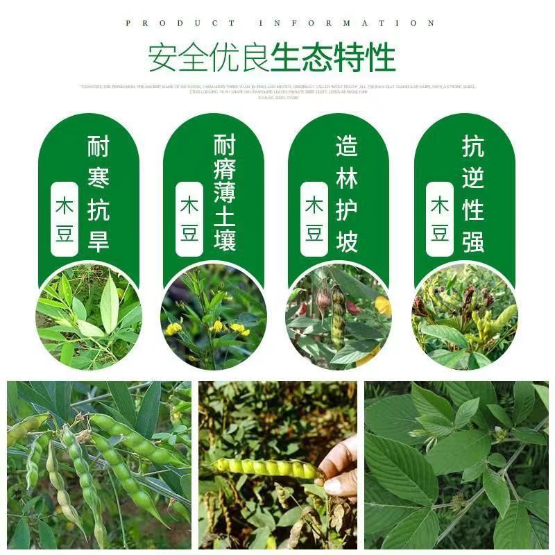 木豆种子护坡园林高速公路边坡防护【木豆种子】灌木草种子