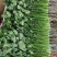 【大叶香菜】基地直供精品泡沫箱香菜打捆香菜对接市场