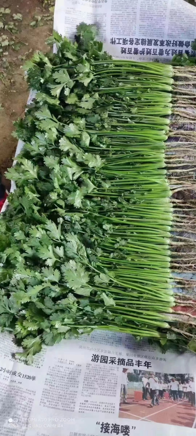 【大叶香菜】基地直供精品泡沫箱香菜打捆香菜对接市场