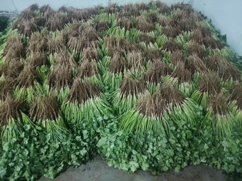 【大叶香菜】基地直供精品泡沫箱香菜打捆香菜对接市场