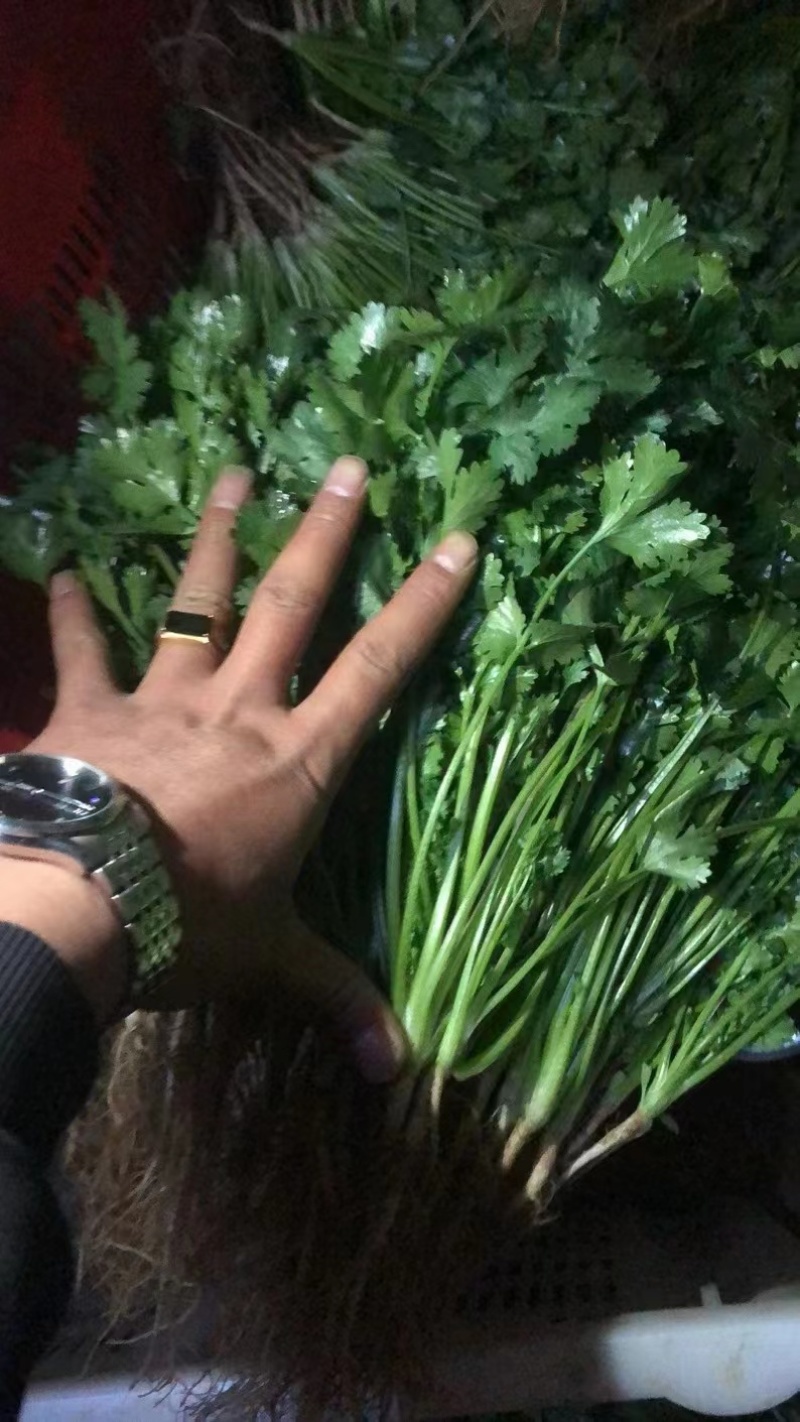【大叶香菜】基地直供精品泡沫箱香菜打捆香菜对接市场