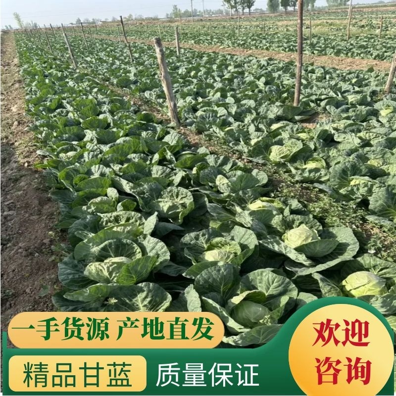 华州甘蓝白菜白萝卜大量上市质量保证价位合适。