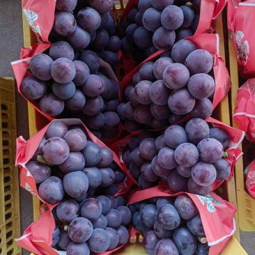 藤稔葡萄，乒乓球葡萄，藤引葡萄，产地直发电联采购