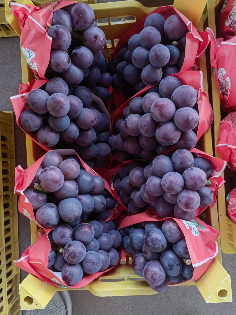 藤稔葡萄，乒乓球葡萄，藤引葡萄，产地直发电联采购