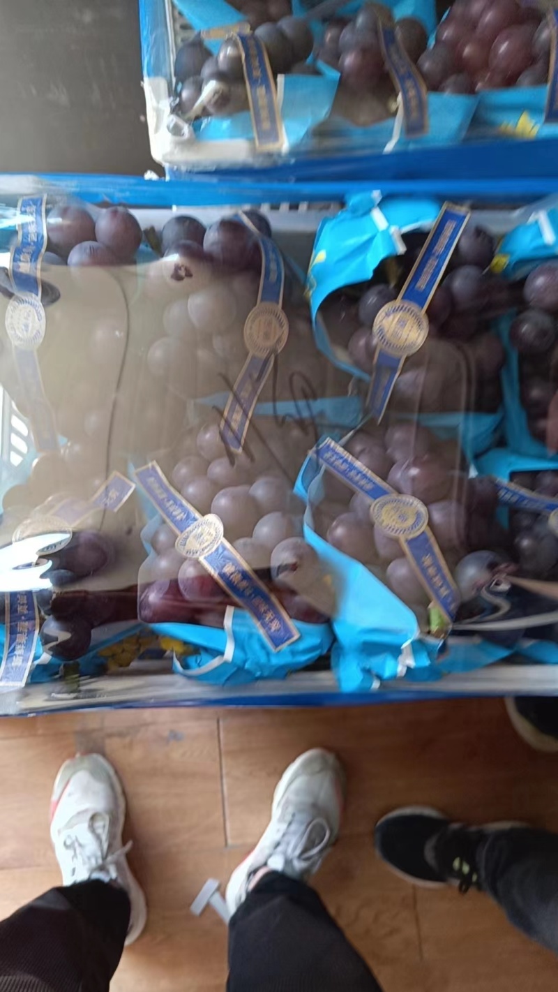 藤稔葡萄，乒乓球葡萄，藤引葡萄，产地直发电联采购