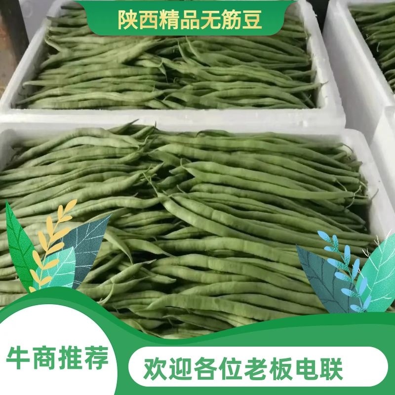 华州豆王无筋豆角价位合适即将大量上市对接各大市场电商