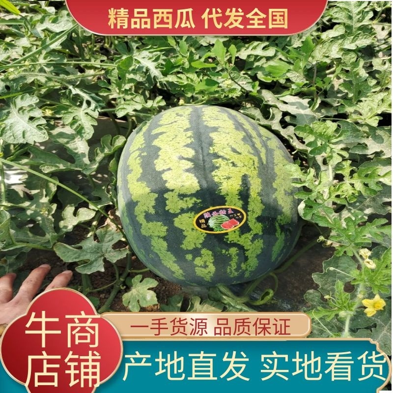 渭南华州万亩基地甜王金城5视频看货代发市场实力代收