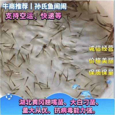 🔥热售🔥湖北刁子苗、翘嘴苗、拉网不跳的优质品种🔥、